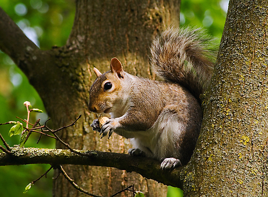 포토 JPG 해외이미지 나무 동물 공원 야생동물 음식 포유류 자연 생물 털 사람없음 야외 갈색 봄 회색 견과류 가을 설치류 숲 모피 먹기 꼬리 다람쥐 솜털 내추럴 해외202004 해외포토 식물 계절 공공시설 컬러 모션 생태계 파일형식 이미지허브