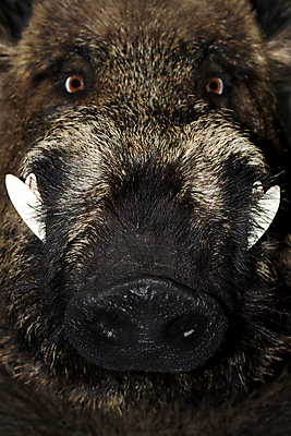 포토 JPG 해외이미지 동물 응시 야생동물 농업 포유류 육류 서기 사람없음 농장 갈색 머리 가축 회색 돼지 거친 닫기 보호 숲 위험 연도 위협 코 귀 주둥이 멧돼지 반항 해외202004 해외포토 시선 산업 컬러 컨셉 식재료 모션 신체부위 파일형식 이미지허브