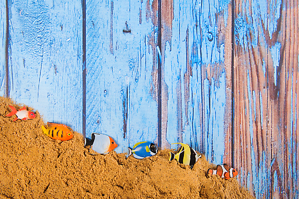 포토 JPG 해외이미지 동물 모래 벽 어류 사람없음 목재 파란색 컬러풀 장난감 수확 껍질 오두막 플라스틱 오브젝트 흙더미 인공 줄서기 카피스페이스 해외202004 해외포토 나무 컬러 농업 재료 모션 재질 수중동물 흙 공백 파일형식 더미 이미지허브