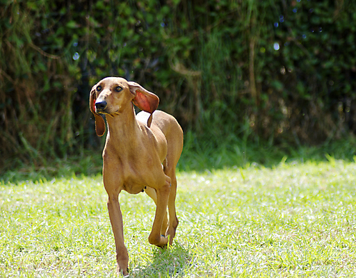 포토 JPG 해외이미지 동물 응시 공원 포유류 건강 서기 잔디 사람없음 야외 빨간색 반려동물 달리기 갈색 머리카락 걷기 믿음 이탈리아 활발 코트 표현 토끼 자신감 플랫 개 강아지 떨어짐 매끈함 사냥 향기 냄새 사냥개 귀 광택 송곳니 추적 경보 기르기 동반자 복종 신앙심 아기사슴 유래 지능 충실 해외202004 해외포토 식물 시선 공공시설 감정 유럽 새끼 컬러 컨셉 모션 사슴 신체부위 머리 외투 감각 치아 돌봄 파일형식 이미지허브