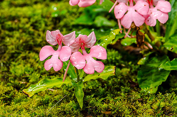 포토 JPG 해외이미지 나무 식물 계절 공원 꽃 분홍색 백그라운드 잎 꽃무늬 모션 태국 자연 휴가 휴식 부활절 풍경 사람없음 목재 아웃포커스 초록색 물 강 컬러풀 정원 보라색 수영 봄 활발 폭포 젖음 흐름 성장 벚꽃 가을 용 신선 개화 개울 난초 소프트포커스 숲 혀 순수 원예 복숭아 천국 블러 이국적 전국 파라다이스 해외202004 해외포토 자연요소 공공시설 기념일 아시아 컬러 컨셉 무늬 과일 재료 촬영기법 취미 수상스포츠 입 생태계 파일형식 이미지허브