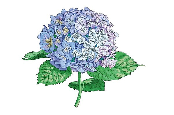 EPS 해외이미지 식물 1 디자인 꽃잎 꽃 포스터 줄기 분홍색 꽃다발 결혼 백그라운드 잎 꽃무늬 일러스트 자연 장식 여름 파란색 빛 정원 봄 수확 벚꽃 흰색 인사 신용카드 생일 우아함 그림 복고 초대 수국 라일락 내추럴 고립 해외202004 해외일러스트 계절 기념일 컬러 컨셉 무늬 농업 이벤트 금융 예절 생태계 파일형식 벡터 이미지허브