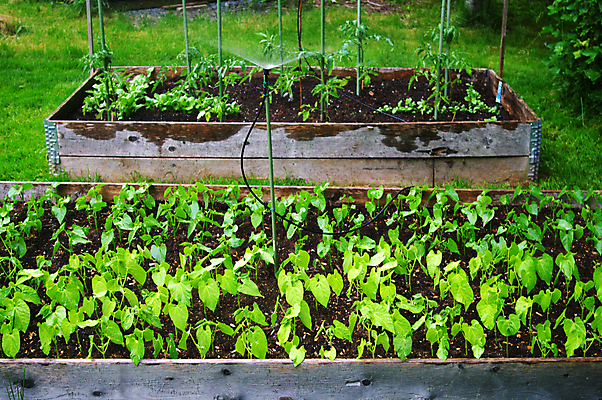 포토 JPG 해외이미지 식물 꽃 음식 백그라운드 잎 농업 토마토 채소 자연 콩 잔디 사람없음 초록색 물 정원 젖음 성장 벚꽃 신선 뿌리기 물주기 시작 원예 호스 돌봄 생태학 스프링쿨러 해외202004 해외포토 자연요소 교육 산업 컬러 모션 곡류 취미 생태계 파일형식 이미지허브