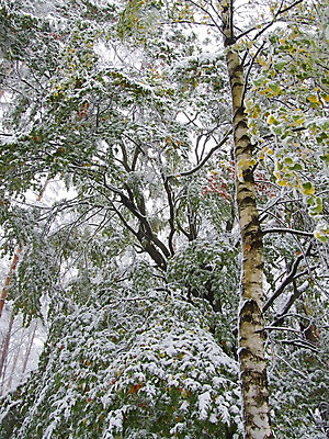 포토 JPG 해외이미지 나무 식물 단풍 크리스마스 겨울 자연 풍경 사람없음 컬러풀 얼음 침묵 흰색 나뭇가지 숲 서리 해외202004 해외포토 자연요소 계절 기념일 컬러 잎 소리 생태계 파일형식 이미지허브