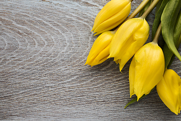 포토 JPG 해외이미지 식물 계절 꽃잎 꽃 줄기 꽃다발 백그라운드 잎 꽃무늬 패턴 자연 탁자 부활절 사람없음 목재 초록색 노란색 머리 봄 활발 튤립 벚꽃 개화 다발 엽서 해외202004 해외포토 나무 기념일 컬러 가구 컨셉 무늬 재료 신체부위 편지 생태계 파일형식 이미지허브