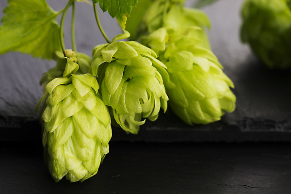 포토 JPG 해외이미지 잎 검은배경 실내 사람없음 아웃포커스 해외202004 홉 해외포토 식물 백그라운드 촬영기법 내부 검은색 파일형식 이미지허브