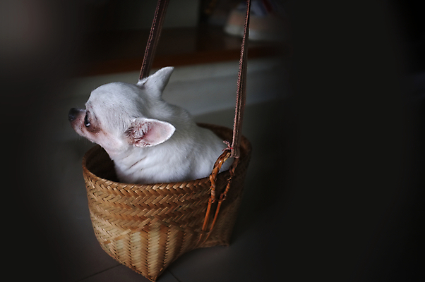 포토 JPG 해외이미지 동물 한마리 행복 백그라운드 포유류 자연 서기 사람없음 야외 초록색 파란색 반려동물 갈색 바구니 자전거 수확 닫기 개 달콤 강아지 크림 즐거움 보케 육식동물 송곳니 내추럴 해외202004 해외포토 1 감정 컬러 농업 모션 바이크 맛 치아 생태계 파일형식 이미지허브