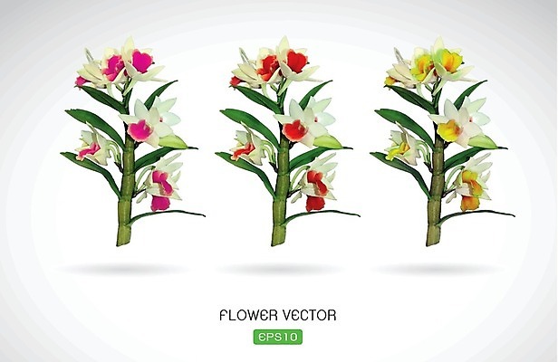 EPS 해외이미지 꽃 분홍색 일러스트 사람없음 빨간색 노란색 난초꽃 해외202004 해외일러스트 식물 컬러 난초 파일형식 벡터 이미지허브