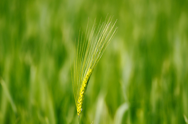 포토 JPG 해외이미지 식물 음식 밭 농업 채소 옥수수 사람없음 초록색 농장 환경 수확 성장 신선 낟알 시리얼 유기농 내추럴 밭일 채식주의자 해외202004 해외포토 웰빙 산업 컬러 곡류 채식 파일형식 이미지허브