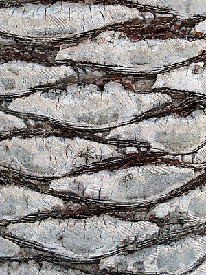 포토 JPG 해외이미지 나무 식물 백그라운드 잎 자연 추상 사람없음 야외 목재 갈색 덮개 껍질 거친 균열 숲 질감 나무껍질 잡동사니 수목 해외202004 해외포토 컬러 무늬 재료 모션 뚜껑 생태계 파일형식 이미지허브