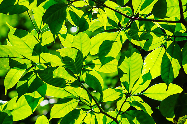 포토 JPG 해외이미지 나무 식물 지구 백그라운드 잎 밭 자연 벽지 하늘 산 풍경 사람없음 야외 초록색 여름 정원 맑음 신선 해외202004 해외포토 계절 컬러 농업 날씨 생태계 파일형식 이미지허브