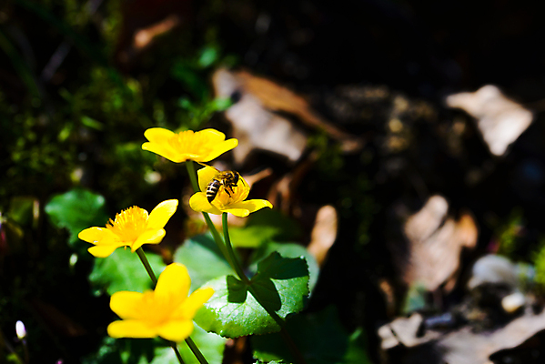 포토 JPG 해외이미지 식물 계절 공원 꽃잎 꽃 줄기 백그라운드 잎 꽃무늬 자연 사람없음 야외 초록색 물 여름 노란색 새싹 봄 젖음 촉촉함 벚꽃 연못 개화 황금 습지 4월 5월 허브 꽃수술 변소 해외202004 해외포토 자연요소 공공시설 컬러 무늬 날짜 생태계 파일형식 이미지허브