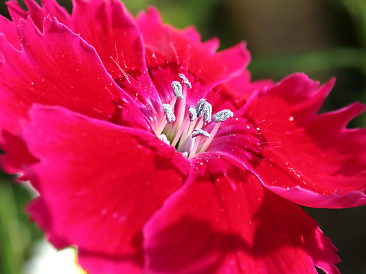 포토 JPG 해외이미지 공원 꽃 자연 사람없음 환경 정원 해외202004 해외포토 식물 공공시설 생태계 파일형식 이미지허브