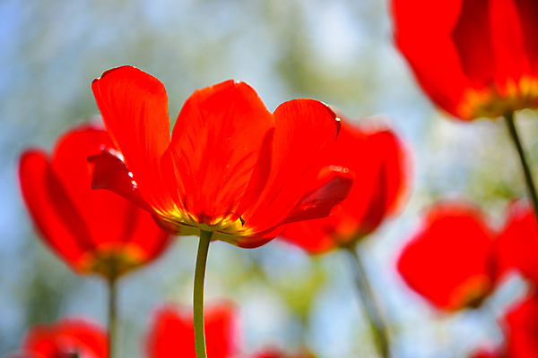 포토 JPG 해외이미지 식물 계절 공원 꽃잎 꽃 줄기 분홍색 백그라운드 잎 꽃무늬 밭 자연 하늘 부활절 발렌타인데이 사랑 사람없음 장식 빨간색 초록색 파란색 빛 컬러풀 햇빛 노란색 정원 맑음 봄 활발 튤립 벚꽃 흰색 신선 개화 8 내추럴 해외202004 해외포토 공공시설 기념일 감정 컬러 컨셉 무늬 농업 데이이벤트 날씨 태양 숫자 생태계 파일형식 이미지허브