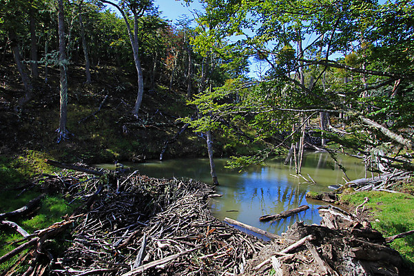 포토 JPG 해외이미지 나무 동물 공원 지구 호수 야생동물 다이어트 포유류 자연 하늘 불 산 풍경 사람없음 야외 목재 물 강 환경 미국 손상 나뭇가지 죽음 저수지 연못 개울 막대기 치아 설치류 숲 오두막 댐 남극 칠레 남쪽 아르헨티나 로스앤젤레스 비버 해외202004 해외포토 자연요소 식물 공공시설 컨셉 북아메리카 재료 건강 소화기관 남아메리카 극지방 방향 생태계 파일형식 이미지허브