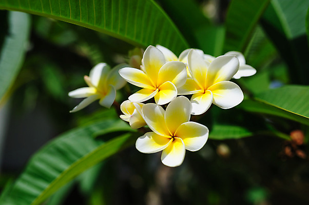 포토 JPG 해외이미지 나무 식물 계절 공원 꽃 벽 분홍색 백그라운드 낙엽 잎 꽃무늬 태국 자연 미술 동양인 풍경 사람없음 야외 장식 초록색 여름 파란색 컬러풀 정원 봄 벚꽃 흰색 나뭇가지 신선 도자기 개화 냄비 작음 묘사 오브젝트 유기농 원예 해외202004 해외포토 웰빙 공공시설 아시아 컬러 무늬 문화예술 인종 취미 솥 크기 생태계 파일형식 이미지허브