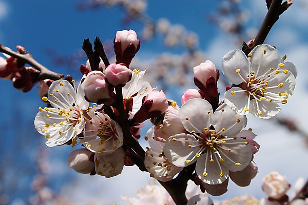 포토 JPG 해외이미지 나무 꽃 사람없음 봄 벚꽃 나뭇가지 개화 해외202004 해외포토 식물 계절 파일형식 이미지허브