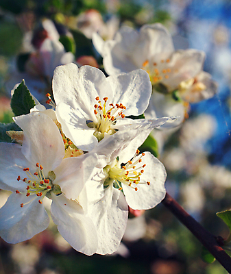포토 JPG 해외이미지 나무 식물 계절 꽃잎 꽃 백그라운드 잎 꽃무늬 자연 사람없음 야외 초록색 파란색 정원 봄 벚꽃 흰색 나뭇가지 신선 개화 체리 4월 원예 내추럴 해외202004 해외포토 컬러 무늬 과일 취미 날짜 생태계 파일형식 이미지허브
