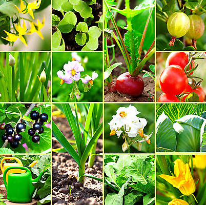 포토 JPG 해외이미지 식물 계절 꽃 지구 음식 잎 농업 토마토 채소 자연 양파 감자 건강 마늘 사람없음 초록색 세트 농장 노란색 새싹 정원 검은색 봄 샐러드 물뿌리개 수확 성장 공구 신선 업무 수집 유기농 원예 양배추 내추럴 건포도 구스베리 땅바닥 모종 숙성 주키니호박 총각무 해외202004 해외포토 웰빙 열매 산업 컬러 포도 바닥 취미 도구 작업 무 생태계 건과일 파일형식 이미지허브