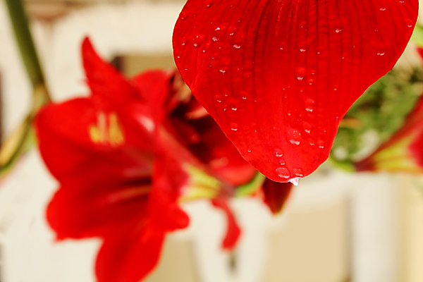 포토 JPG 해외이미지 식물 계절 꽃잎 꽃 백그라운드 잎 자연 사람없음 야외 빨간색 초록색 여름 컬러풀 햇빛 태양 정원 봄 벚꽃 침대 개화 백합 순수 유기농 원예 꽃가루 진홍색 잡종 내추럴 막자 해외202004 해외포토 자연요소 웰빙 컬러 가구 컨셉 취미 가루 생태계 파일형식 이미지허브