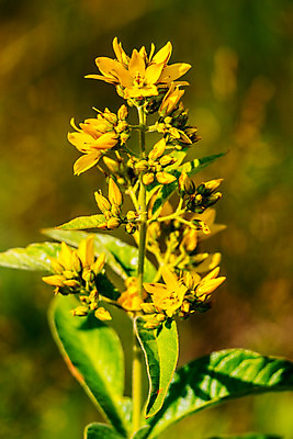 포토 JPG 해외이미지 식물 계절 꽃잎 꽃 백그라운드 잎 꽃무늬 밭 자연 풍경 사람없음 초록색 여름 빛 노란색 봄 활발 성장 신선 땅 허브 해외202004 해외포토 컬러 컨셉 무늬 농업 생태계 파일형식 이미지허브