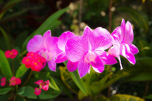 포토 JPG 해외이미지 식물 디자인 꽃잎 꽃 줄기 분홍색 꽃무늬 패턴 일러스트 자연 미술 동양인 사람없음 그래픽 장식 여름 보라색 봄 벚꽃 난초 우아함 만족 호접란 나방 고립 엘리먼트 스타일 현실 해외202004 해외포토 계절 감정 컬러 곤충 컨셉 무늬 문화예술 인종 생태계 파일형식 이미지허브