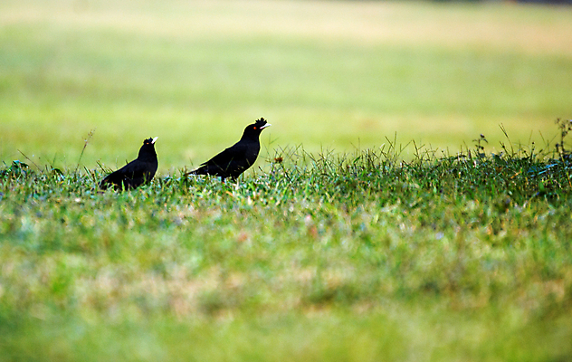 포토 JPG 해외이미지 나무 동물 야생동물 자연 조류 사람없음 생태학 해외202004 해외포토 식물 교육 생태계 파일형식 이미지허브