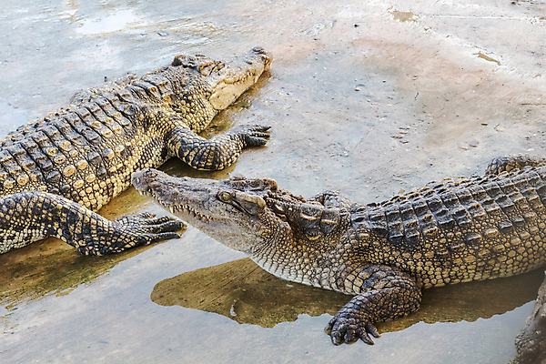 포토 JPG 해외이미지 동물 남자 아시아 야생동물 백그라운드 패턴 파충류 자연 저울 사람없음 물 강 머리 힘 추위 흰색 신선 입 거친 치아 위험 큼 가죽 피부 묘사 질감 육식동물 악어 사냥꾼 토막 해외202004 해외포토 자연요소 직업 나라 컬러 컨셉 무늬 사람 신체부위 소화기관 크기 생태계 파일형식 이미지허브