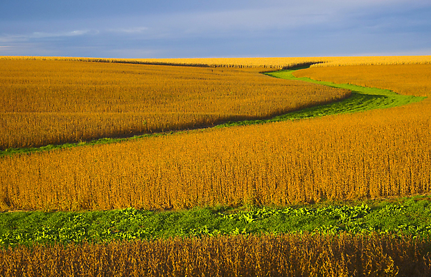 포토 JPG 해외이미지 식물 줄기 백그라운드 밭 농업 채소 오렌지 과일 자연 하늘 건조 씨앗 풍경 잔디 사람없음 야외 초록색 파란색 농작물 컬러풀 햇빛 태양 농장 노란색 수확 성장 가을 농촌 황금 떨어짐 농부 땅 시리얼 밀 심플 장면 밀짚 내추럴 대두 평야 수평선 해외202004 해외포토 자연요소 직업 계절 산업 음식 컬러 컨셉 곡류 시골 짚 생태계 파일형식 이미지허브