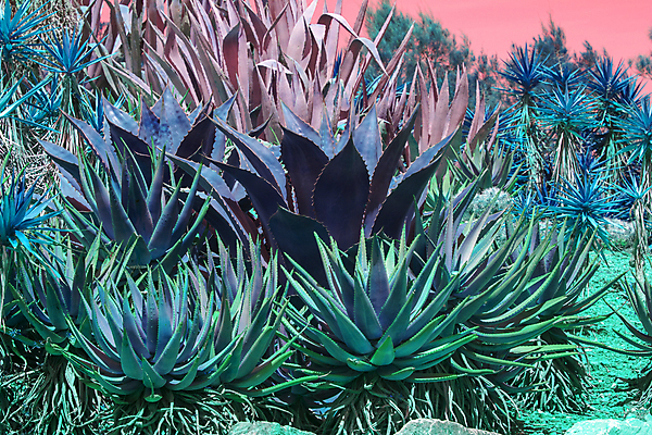 포토 JPG 해외이미지 식물 꽃 분홍색 조각 백그라운드 잎 패턴 자연 선인장 건조 건강 사람없음 초록색 약 정원 사막 성장 흰색 신선 가시 닫기 허브 묘사 원예 날카로움 스파이크 내추럴 돌봄 알로에 이국적 몽환 해외202004 해외포토 컬러 컨셉 무늬 의학 모션 취미 생태계 파일형식 이미지허브