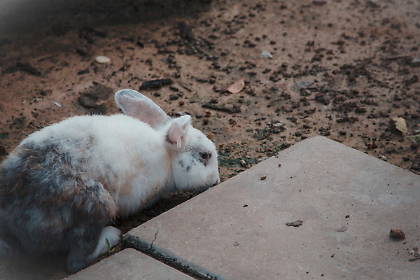 포토 JPG 해외이미지 동물 계절 행복 백그라운드 밭 포유류 자연 부활절 털 앉기 사람없음 야외 장식 반려동물 농장 갈색 목욕 봄 흰색 아기 토끼 양치기 개 달콤 설치류 작음 모피 귀 솜털 고립 기르기 해외202004 해외포토 직업 기념일 감정 컬러 농업 모션 사람 신체부위 청결 맛 크기 생태계 돌봄 파일형식 이미지허브