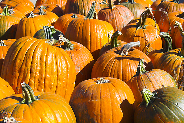 포토 JPG 해외이미지 나무 계절 음식 잎 채소 오렌지 자연 호박 휴가 휴식 따뜻함 사람없음 빨간색 빛 농장 노란색 정원 수확 가을 축하 해외202004 해외포토 식물 컬러 컨셉 농업 과일 생태계 파일형식 이미지허브
