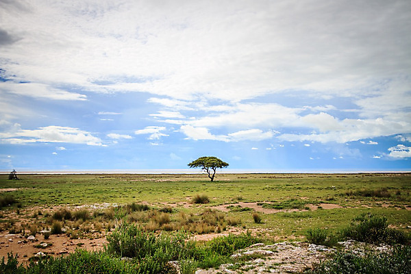 포토 JPG 해외이미지 나무 식물 구름 여행 백그라운드 꽃무늬 밭 자연 하늘 휴가 풍경 사람없음 야외 여름 평화 믿음 침묵 놀람 자유 시골 영혼 고독 명상 싱글 그림 내추럴 우울감 해외202004 해외포토 자연요소 계절 꽃 감정 컨셉 무늬 농업 표정 소리 생태계 파일형식 이미지허브