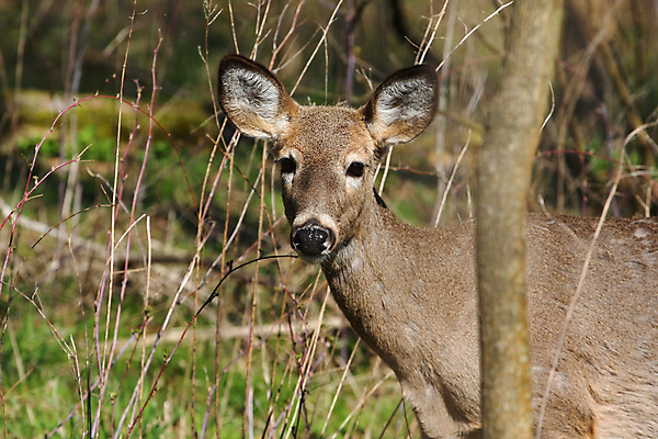포토 JPG 해외이미지 나무 동물 계절 공원 야생동물 밭 포유류 자연 휴식 뿔 사람없음 야외 갈색 머리 쌓기 달러 흰색 나뭇가지 시골 숲 방목 바퀴자국 싱글 꼬리 사냥 귀 내추럴 동물상 아기사슴 암사슴 해외202004 해외포토 식물 공공시설 새끼 컬러 컨셉 돈 농업 자국 모션 사슴 신체부위 조형물 축산업 암컷 생태계 파일형식 이미지허브