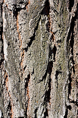 포토 JPG 해외이미지 나무 공원 벽 줄기 백그라운드 십자가 패턴 자연 벽지 표면 추상 사람없음 목재 세로 햇빛 갈색 회색 껍질 소나무 거친 틈 숲 피부 묘사 질감 나무껍질 대각선 내추럴 곰팡이 옛날 해외202004 해외포토 식물 공공시설 선 컬러 무늬 재료 신체부위 태양 생태계 파일형식 이미지허브