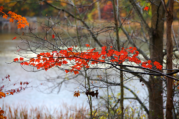 포토 JPG 해외이미지 나무 계절 백그라운드 단풍 잎 오렌지 자연 하늘 풍경 사람없음 야외 빨간색 초록색 파란색 노란색 환경 가을 나뭇가지 황금 숲 해외202004 해외포토 식물 컬러 과일 생태계 파일형식 이미지허브