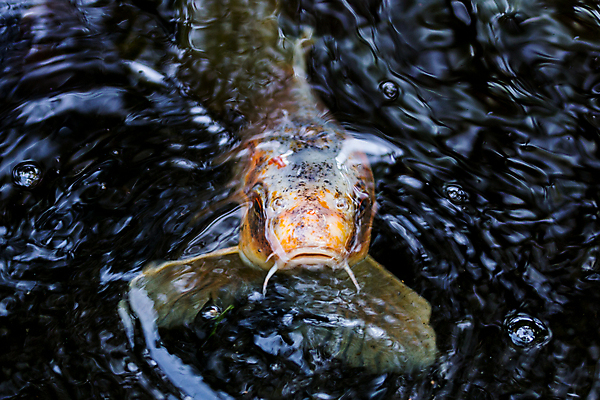 포토 JPG 해외이미지 동물 1 아시아 문화 호수 선 바닥 어류 동양인 사람없음 빨간색 물 일본 검은색 수중 침묵 흰색 최고 점 행운 닫기 정상 싱글 꼬리 지느러미 수족관 잉어 해외202004 해외포토 자연요소 나라 컬러 컨셉 모션 인종 수중동물 소리 파일형식 이미지허브