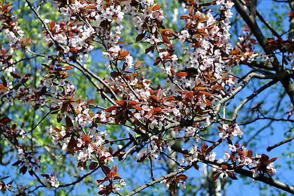 포토 JPG 해외이미지 식물 공원 꽃 잎 사람없음 정원 봄 신선 허브 해외202004 해외포토 계절 공공시설 파일형식 이미지허브
