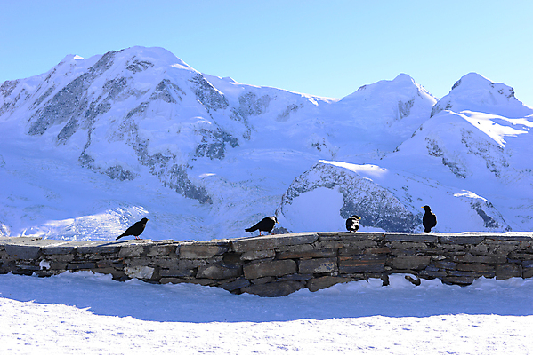 포토 JPG 해외이미지 동물 유럽 야생동물 백그라운드 겨울 날개 자연 조류 산 종류 앉기 풍경 사람없음 야외 울타리 검은색 어둠 추위 바위 흰색 4 스위스 깃털 부리 알프스 장면 까마귀 집게발 해외202004 해외포토 계절 나라 컬러 모션 담장 숫자 돌_바위 생태계 파일형식 이미지허브