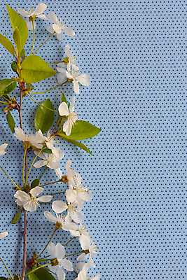 포토 JPG 해외이미지 나무 식물 계절 꽃잎 꽃 줄기 꽃무늬 자연 새로움 사람없음 파란색 봄 성장 벚꽃 흰색 나뭇가지 점 개화 체리 닫기 4월 5월 부드러움 라일락 내추럴 해외202004 해외포토 컬러 컨셉 무늬 과일 모션 감각 날짜 생태계 파일형식 이미지허브