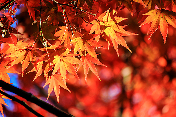 포토 JPG 해외이미지 나무 식물 계절 공원 실루엣 도로 여행 백그라운드 무지개 잎 패턴 자연 하늘 지붕 휴식 풍경 사람없음 빨간색 파란색 빛 컬러풀 햇빛 태양 정원 일본 활발 덮개 가을 나뭇가지 신선 보행로 닫기 숲 그늘 오솔길 강렬 해외202004 해외포토 자연요소 공공시설 아시아 길 컬러 컨셉 무늬 교통시설 모션 촬영기법 뚜껑 생태계 파일형식 이미지허브