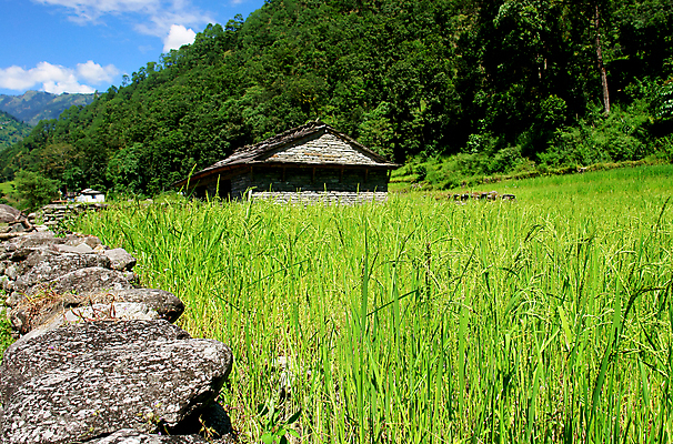 포토 JPG 해외이미지 식물 전통 아시아 문화 음식 여행 백그라운드 패턴 농업 자연 하늘 밥 산 풍경 사람없음 초록색 물 농작물 농장 마을 계곡 트래킹 젖음 수확 시골 낟알 땅 언덕 질감 네팔 단계 산악지대 광합성 논밭 생태학 히말라야 해외202004 해외포토 자연요소 교육 나라 산업 컬러 무늬 밭 레저 논 생태계 파일형식 산맥 이미지허브