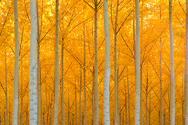 포토 JPG 해외이미지 주간 나무 식물 길 잎 농업 자국 자연 건조 파노라마 풍경 사람없음 야외 빛 펼침 성장 가을 변화 생물학 나무껍질 내추럴 땅바닥 줄서기 해외202004 해외포토 자연요소 계절 교육 산업 컨셉 모션 바닥 촬영기법 껍질 생태계 파일형식 이미지허브