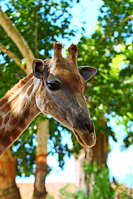 포토 JPG 해외이미지 나무 동물 응시 무늬 포유류 아프리카 사람없음 파란색 머리 나뭇가지 기린 갈기 주둥이 총구 해외202004 해외포토 식물 시선 나라 컬러 신체부위 파일형식 이미지허브
