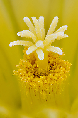 포토 JPG 해외이미지 식물 꽃 자연 선인장 통 사람없음 노란색 미니어처 가시 묘사 고슴도치 꽃수술 해외202004 해외포토 컬러 포유류 모형 생태계 파일형식 이미지허브