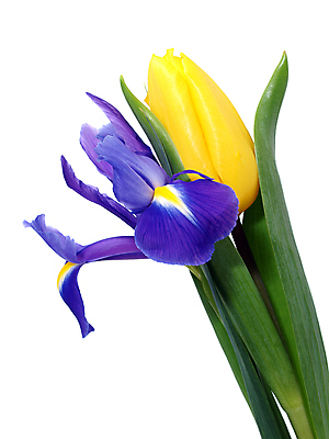 포토 JPG 해외이미지 식물 꽃잎 꽃 줄기 백그라운드 잎 꽃무늬 오렌지 자연 부활절 선물 사람없음 초록색 빛 컬러풀 노란색 우주 정원 꽃병 봄 튤립 벚꽃 흰색 축하 신선 4월 배열 양동이 수선화 붓꽃 내추럴 고립 해외202004 해외포토 계절 기념일 컬러 컨셉 무늬 과일 날짜 생태계 파일형식 이미지허브