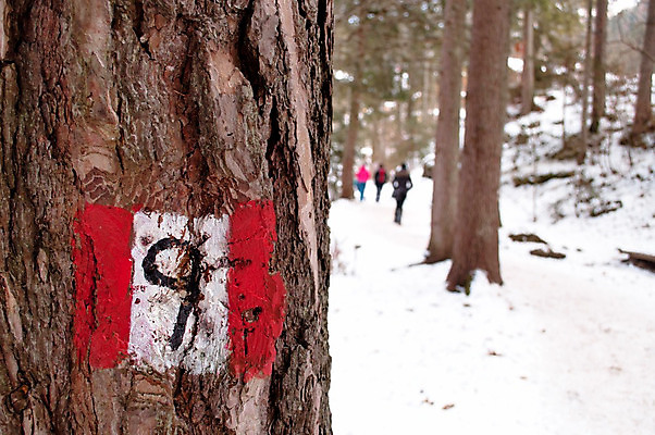 포토 JPG 해외이미지 나무 계절 공원 길 여행 가이드 자국 자연 표시 산 거리 사람없음 야외 목재 여행객 걷기 산책 트래킹 하이킹 표지판 숲 오솔길 방향 사인 신호 알프스 루트 방법 선로 오리엔테이션 조언 충고 하이커 해외202004 해외포토 식물 직업 공공시설 유럽 재료 모션 레저 휴식 알림판 사람 생태계 파일형식 이미지허브