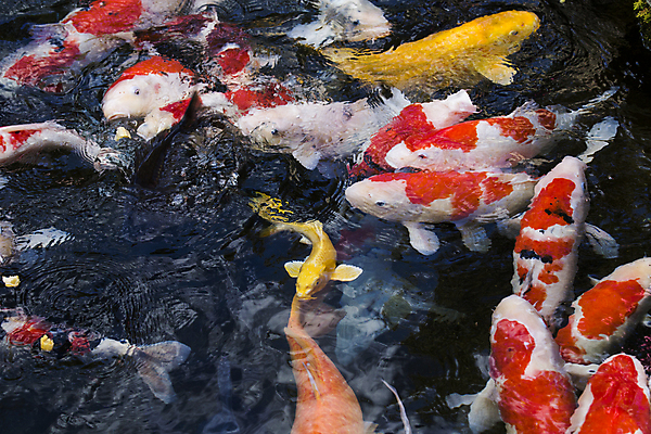 포토 JPG 해외이미지 동물 전통 아시아 문화 백그라운드 오렌지 자연 휴식 어류 동양인 사람없음 야외 장식 빨간색 물 컬러풀 노란색 평화 정원 일본 검은색 중국 흰색 연못 재산 황금 우아함 금붕어 잉어 해외202004 해외포토 자연요소 나라 컬러 컨셉 과일 인종 금융 수중동물 생태계 파일형식 이미지허브