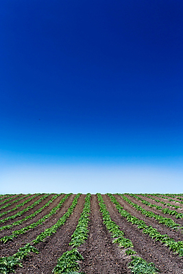 포토 JPG 해외이미지 식물 계절 음식 백그라운드 잎 밭 농업 채소 자연 하늘 건강 풍경 사람없음 야외 초록색 여름 농작물 농장 정원 수확 성장 벚꽃 시골 신선 유기농 캘리포니아 내추럴 밭일 아티초크 해외202004 해외포토 웰빙 꽃 산업 컬러 미국 생태계 파일형식 이미지허브