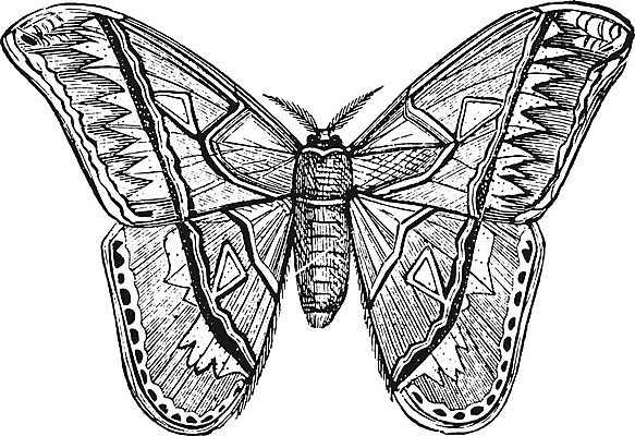 EPS 해외이미지 동물 야생동물 곤충 절지류 날개 일러스트 종류 미술 검은색 수확 골동품 성장 흰색 역사 그림 생물학 판화 나방 동물상 옛날 지도책 해외202004 해외일러스트 교육 컬러 농업 문화예술 책 조형물 파일형식 벡터 이미지허브